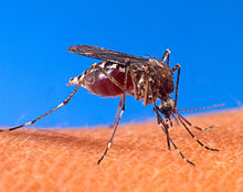 denguee